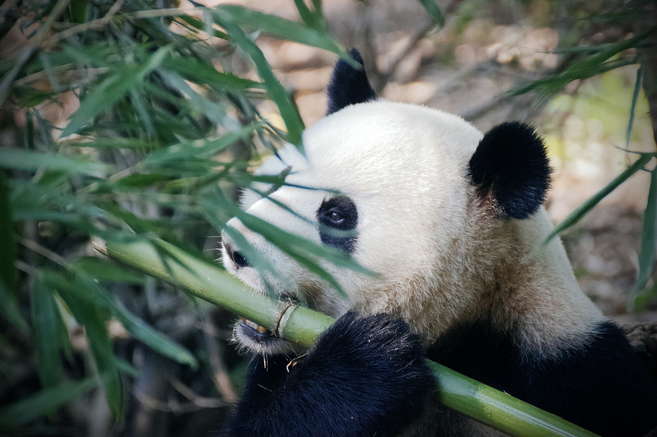 Dressing Dogs as Pandas in Taizhou Zoo