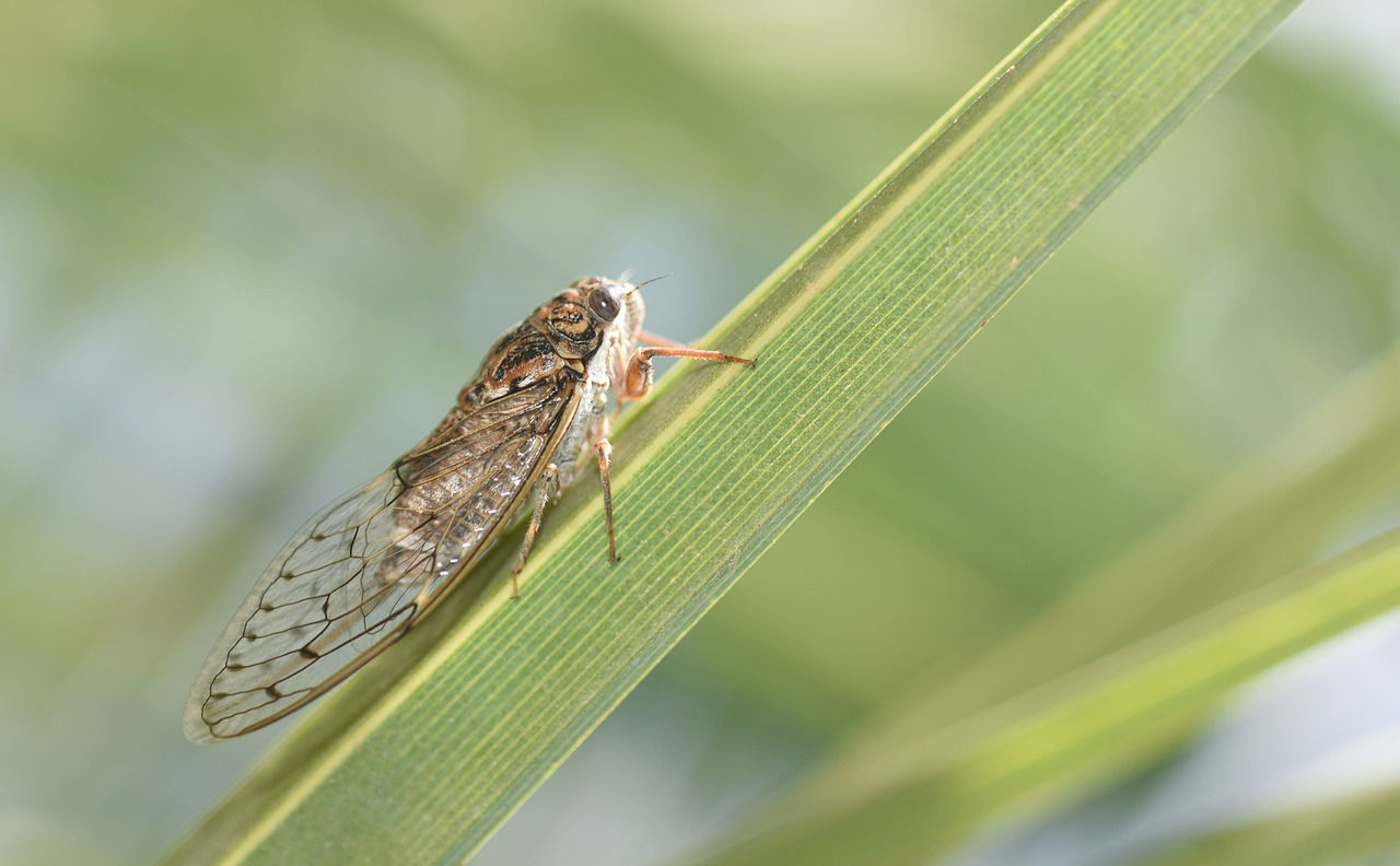 Fluttering Cicadas - The Phenomenal Return of the Insects After Many Years