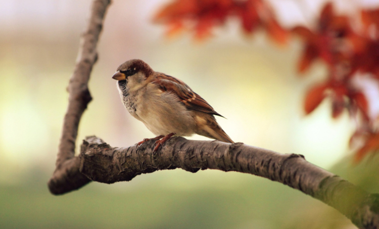 Vogelbeobachtung in Deutschland