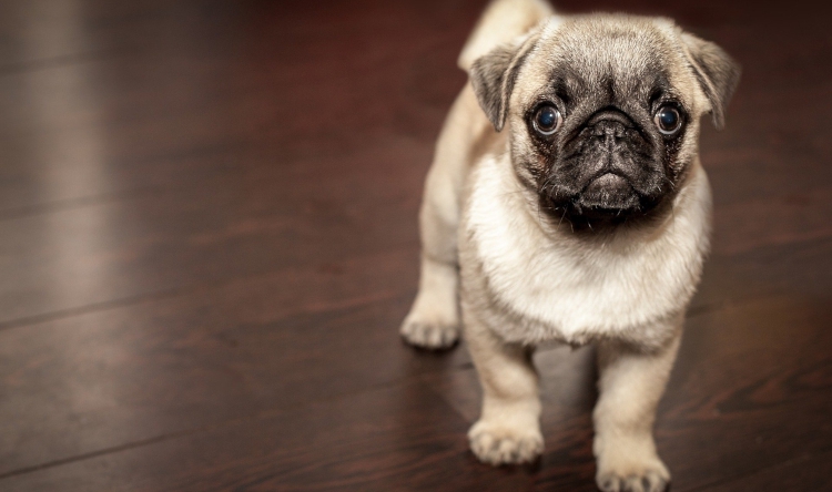 Prenez soin de votre chien avec la box sur mesure La Fine Gamelle